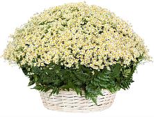 Цветочная композиция из Ромашки в корзине #REPLACE_PRED# Донино